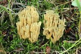 Ramaria abietina image