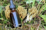 Ramaria abietina image