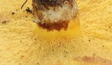 Suillus lakei image