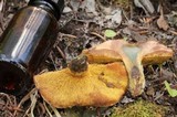 Suillus lakei image