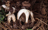 Geastrum quadrifidum image