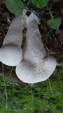 Calvatia elata image