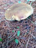 Boletus badius image