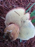 Boletus badius image
