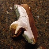 Boletus badius image