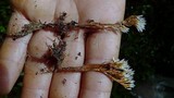Lachnocladium schweinfurthianum image