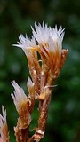 Lachnocladium schweinfurthianum image