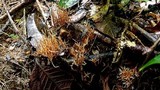 Lachnocladium schweinfurthianum image