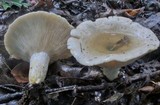 Lactarius maculatipes image