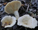 Lactarius maculatipes image