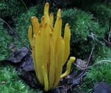 Clavulinopsis fusiformis image