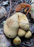 Pseudoboletus parasiticus image