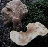 Tapinella atrotomentosa image