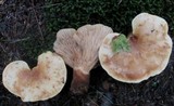 Tapinella atrotomentosa image