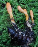 Cordyceps militaris image