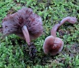 Baeospora myriadophylla image