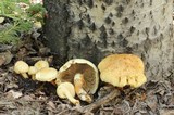 Pholiota squarrosa image