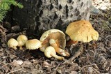 Pholiota squarrosa image