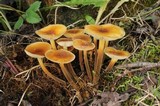 Flammulina populicola image