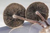 Panaeolus cinctulus image