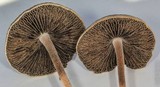 Panaeolus cinctulus image