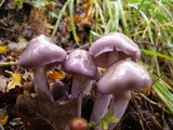 Cortinarius magellanicus image