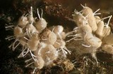 Arcyria cinerea image