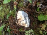 Hydnellum suaveolens image