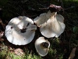 Lactarius subvellereus image