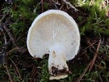 Lactarius subvellereus image