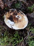 Lactarius subvellereus image