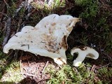 Lactarius subvellereus image