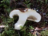 Lactarius subvellereus image