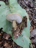 Tylopilus felleus image