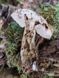 Tylopilus felleus image