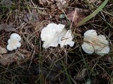 Hygrocybe angustifolia image