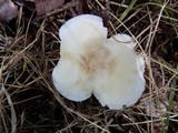 Hygrocybe angustifolia image
