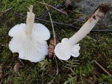 Hygrocybe angustifolia image