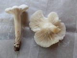 Hygrocybe angustifolia image
