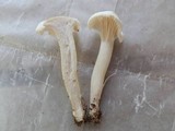 Hygrocybe angustifolia image