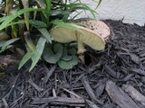 Chlorophyllum rachodes image