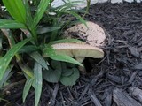 Chlorophyllum rachodes image