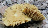 Russula earlei image