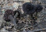 Inocybe tahquamenonensis image