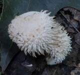 Lycoperdon curtisii image