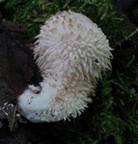 Lycoperdon curtisii image