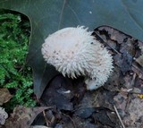 Lycoperdon curtisii image