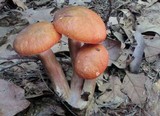 Boletus longicurvipes image