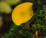 Pluteus chrysophaeus image