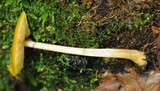 Pluteus chrysophaeus image